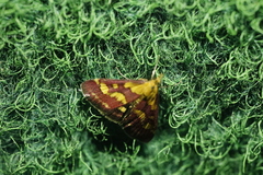 Pyrausta purpuralis