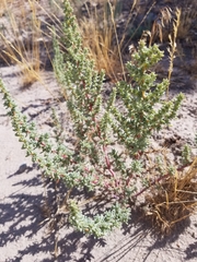 Halogeton glomeratus