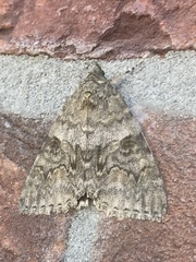 Catocala nupta