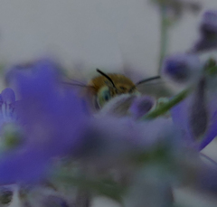 Amegilla quadrifasciata