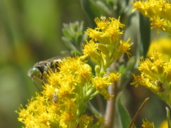 Bembix
