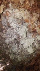 Insecta