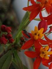 Dialictus