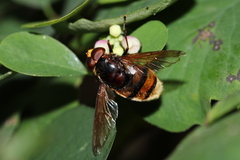 Volucella zonaria