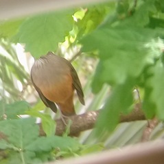 Turdus rufiventris