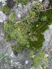 Xanthoparmelia cumberlandia