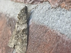 Catocala nupta