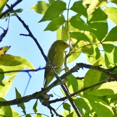 Leiothlypis peregrina