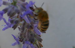 Amegilla quadrifasciata