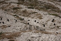 Pyrrhocorax graculus