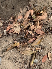 Pseudognaphalium stramineum
