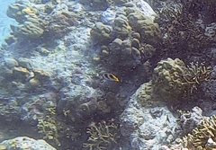 Chaetodon ulietensis