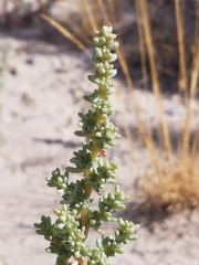 Halogeton glomeratus