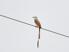 Tyrannus forficatus