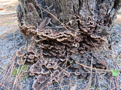 Thelephora terrestris