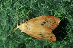 Miltochrista miniata