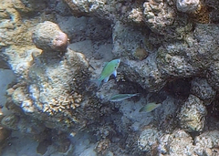 Chromis atripectoralis