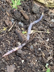 Lumbricus terrestris