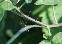 Bittacomorpha clavipes