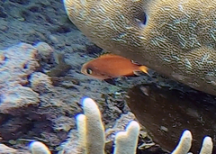 Pycnochromis atripes