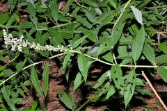 Teucrium canadense