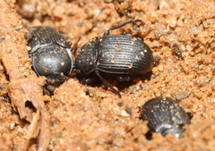 Coleoptera