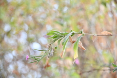 Epilobium