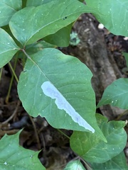 Cameraria guttifinitella