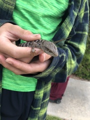 Elgaria multicarinata