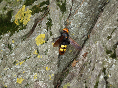 Megascolia maculata maculata