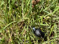 Carabus violaceus