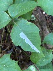 Cameraria guttifinitella