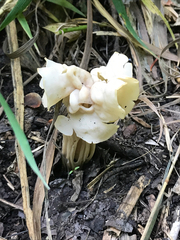 Helvella