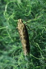 Scrobipalpa ocellatella