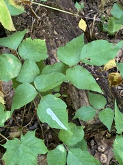 Cameraria guttifinitella