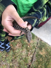 Elgaria multicarinata