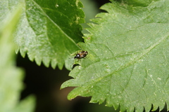 Anthocoris