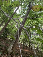 Grylloprociphilus imbricator