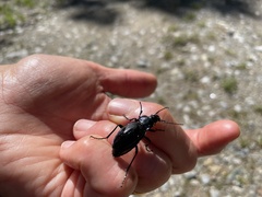 Carabus violaceus