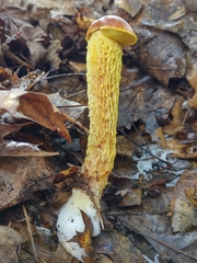 Aureoboletus betula