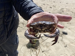 Romaleon antennarium