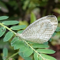 Leptosia nina