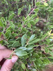 Arctostaphylos hookeri