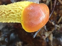 Aureoboletus betula