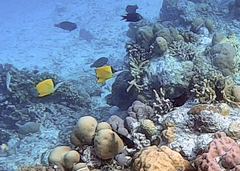 Forcipiger flavissimus