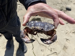 Romaleon antennarium