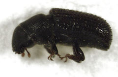 Stenoscelis hylastoides