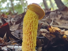 Aureoboletus betula