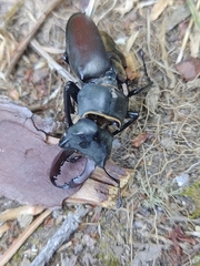 Lucanus cervus