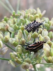 Graphosoma italicum italicum